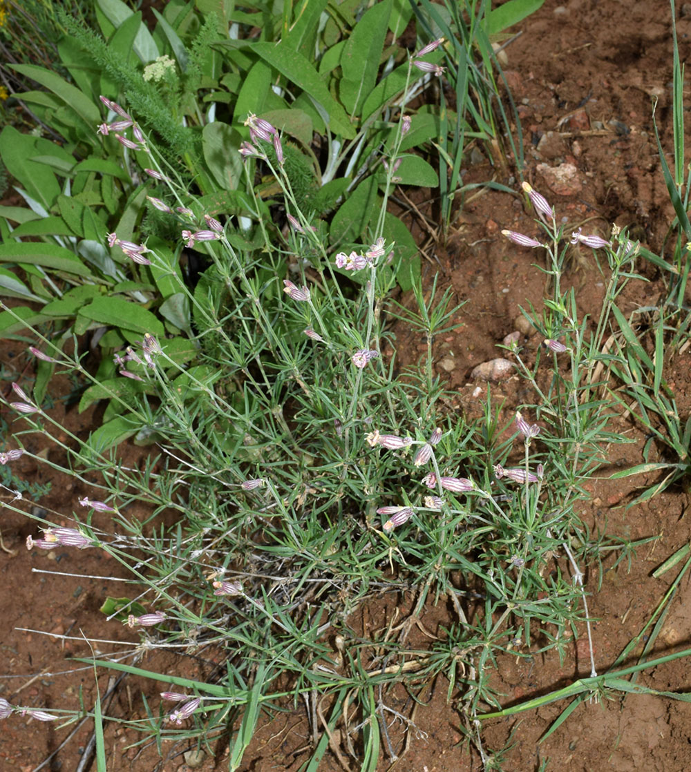 Image of Silene brahuica specimen.