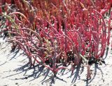 Salicornia perennans