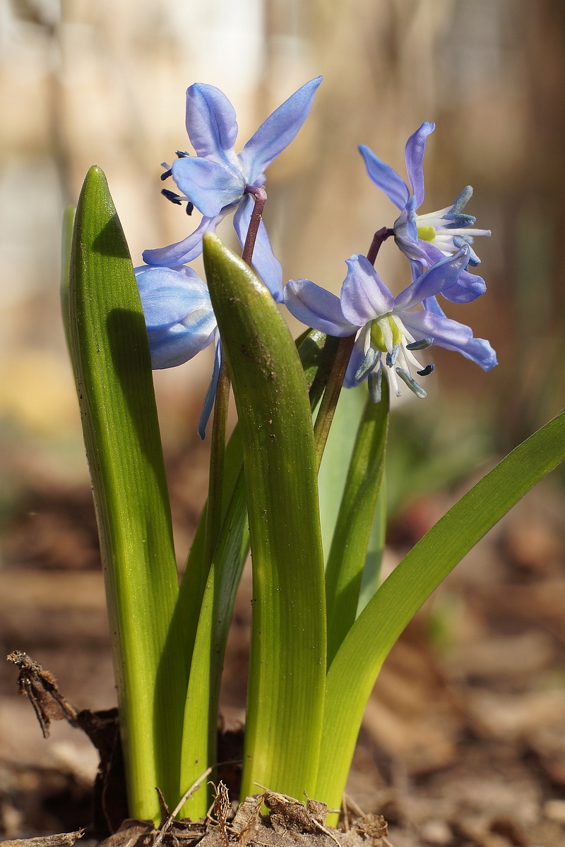 Изображение особи Scilla siberica.
