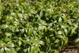 Vinca minor. Верхушки побегов. Санкт-Петербург, Старый Петергоф, парк \"Сергиевка\", цветник с элементами рокария и альпийской горки. 23.03.2025.