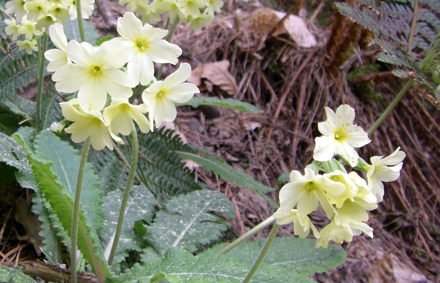 Image of Primula elatior specimen.