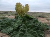 Rheum tataricum