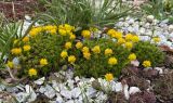 Saxifraga juniperifolia. Цветущие растения. Санкт-Петербург, Петроградский р-н, Ботанический сад Петра Великого, участок №120 (Сад непрерывного цветения), в культуре. 20.04.2025.