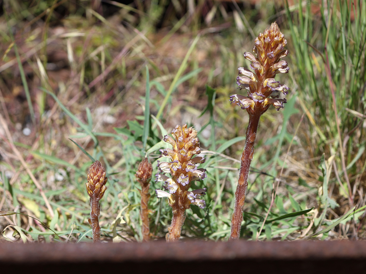 Image of Orobanche grenieri specimen.