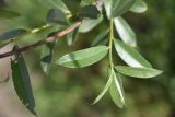 род Salix