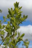 Salix cinerea. Верхушка ветви с молодыми побегами с погрызенными листьями. Беларусь, Витебская обл., пос. Езерище, сырой суходольный луг, опушка ивняка. 08.05.2025.
