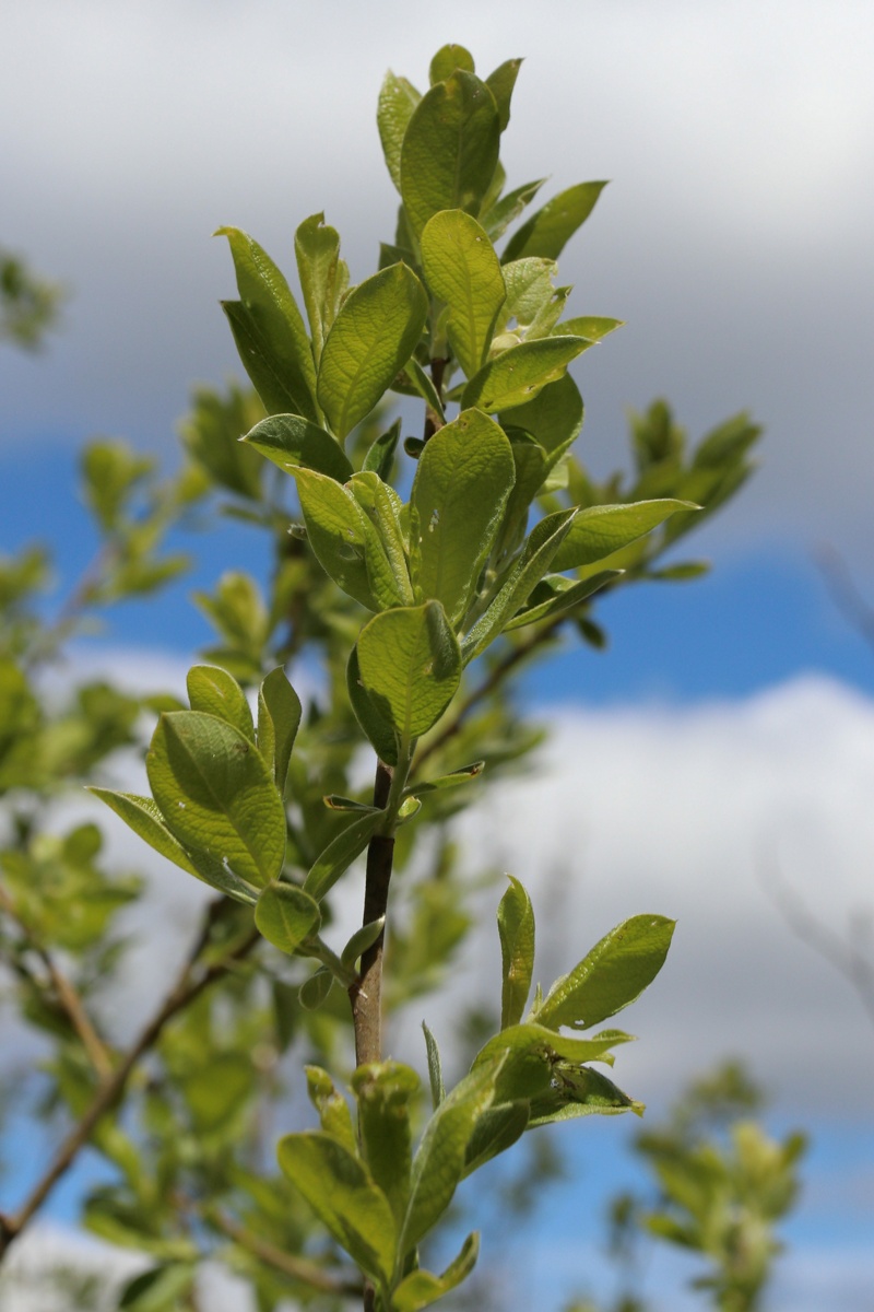 Image of Salix cinerea specimen.