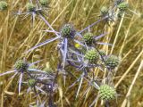 Eryngium creticum