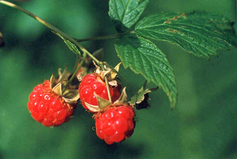 Image of Rubus idaeus specimen.