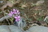 Chamaenerion colchicum