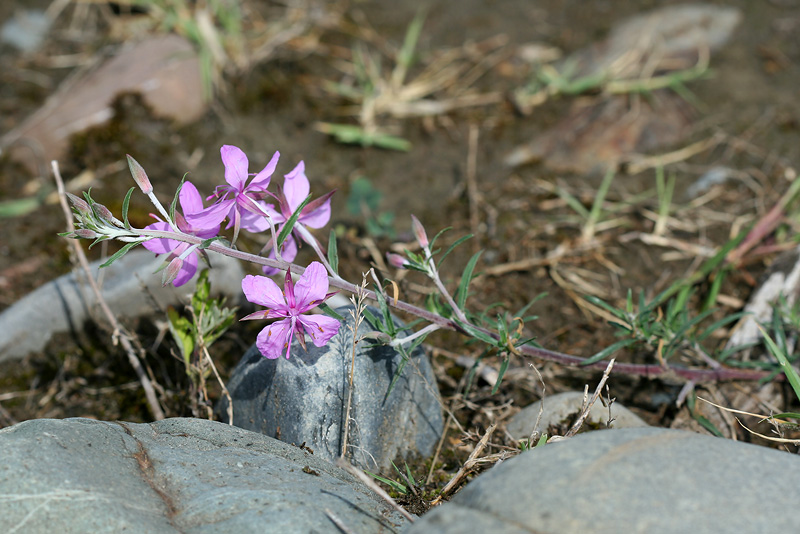 Изображение особи Chamaenerion colchicum.