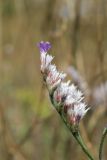 Limonium sareptanum