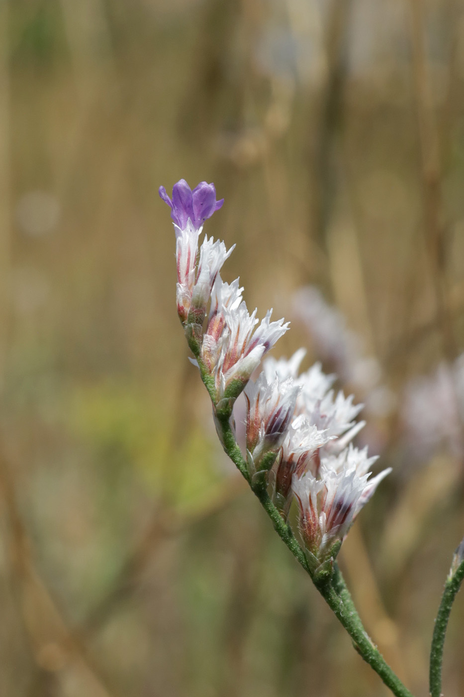 Image of Limonium sareptanum specimen.