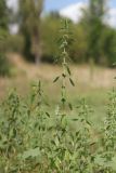 Chaiturus marrubiastrum