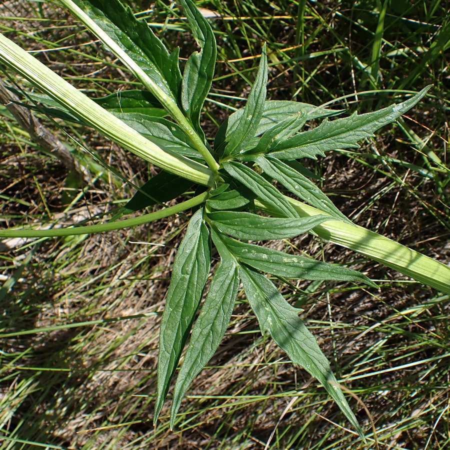 Image of Valeriana coreana specimen.