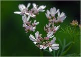 Coriandrum sativum. Соцветие. Московская обл., Раменский р-н, окр. дер. Хрипань, садовый участок. 14.07.2025.