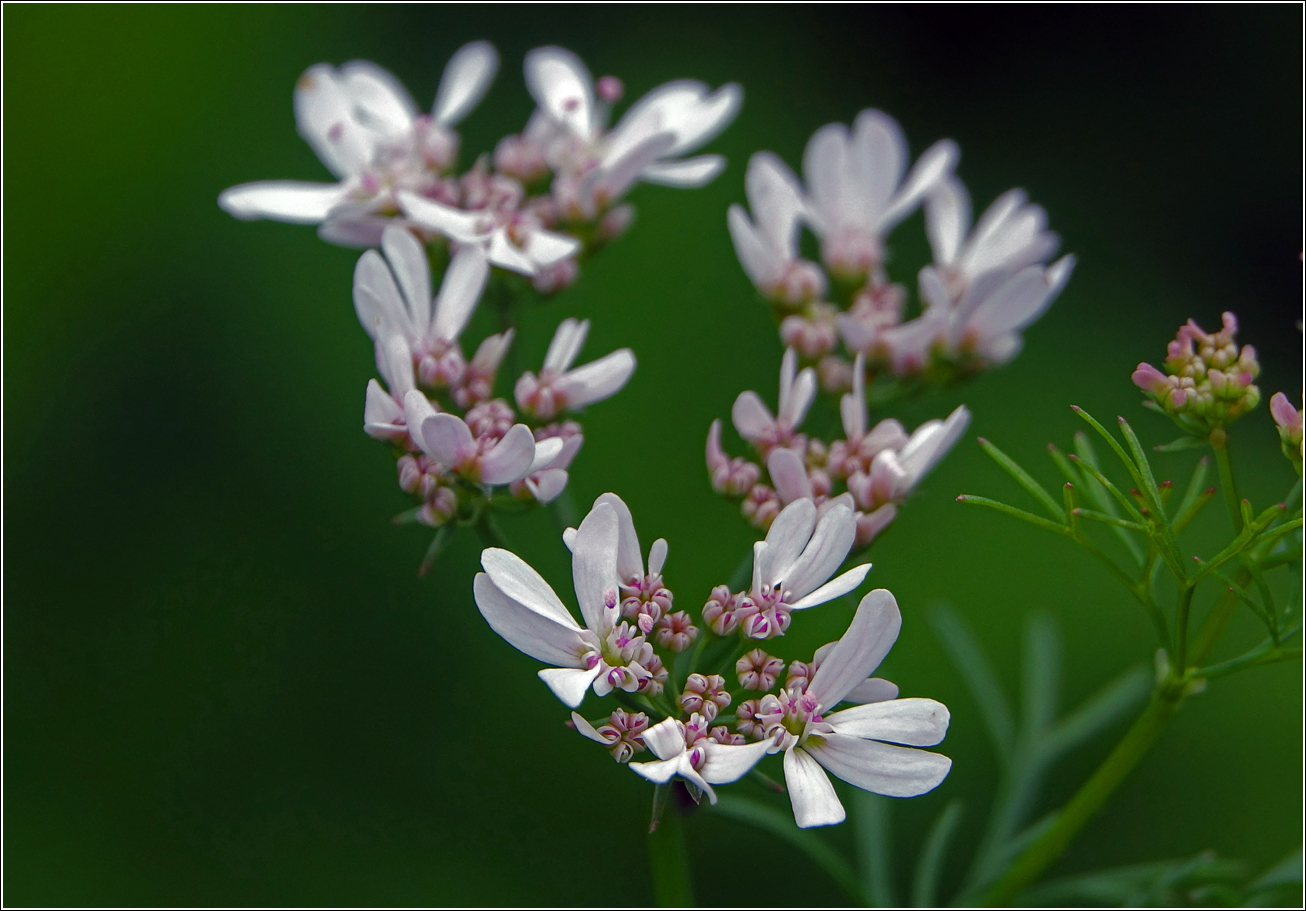Image of Coriandrum sativum specimen.