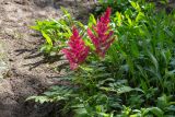 род Astilbe. Верхушка цветущего растения. Мурманск, Октябрьский р-н, на клумбе, в культуре. 24.06.2025.