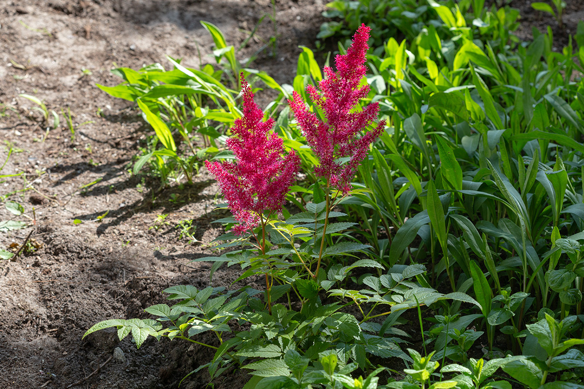 Изображение особи род Astilbe.