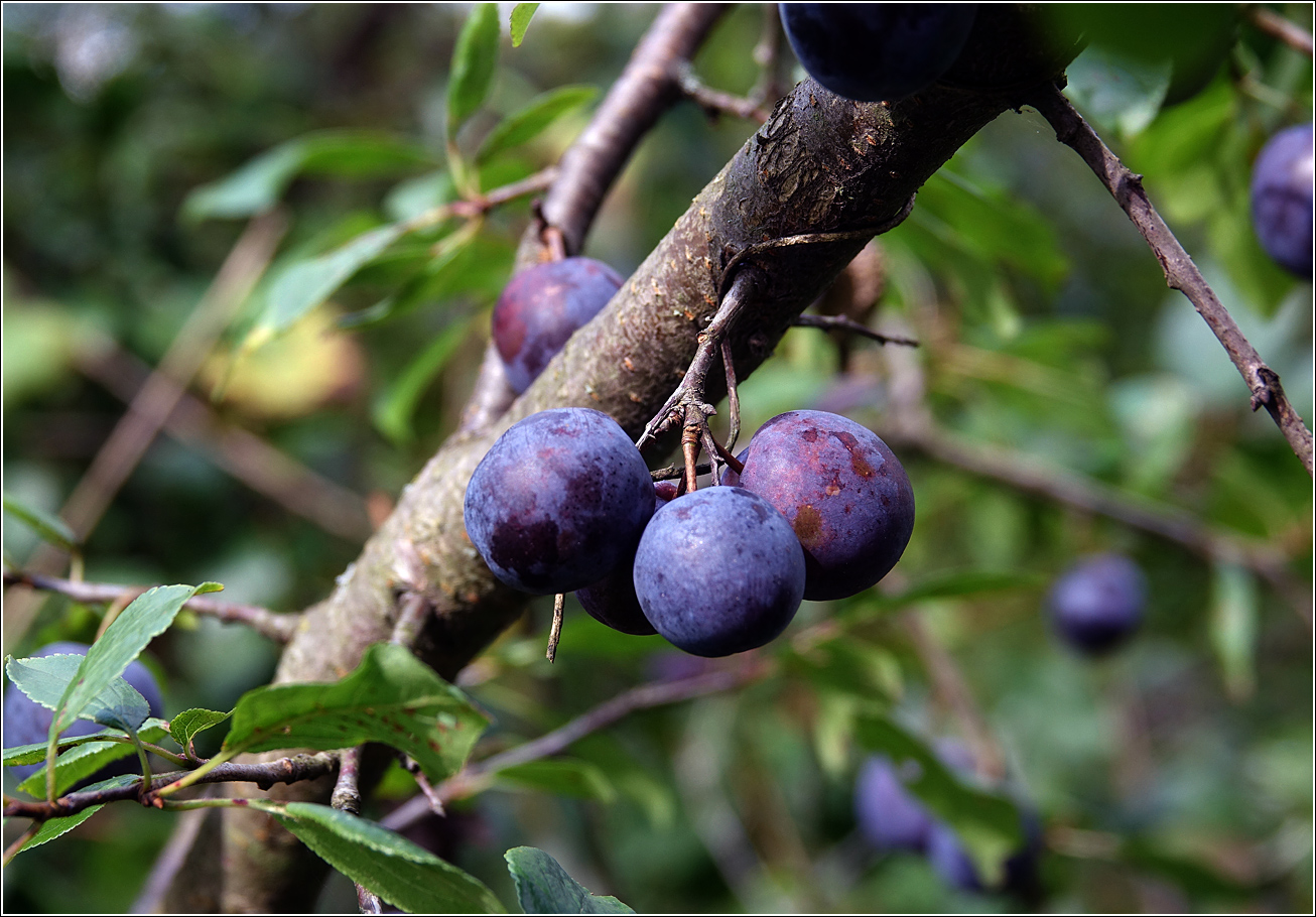 Image of Prunus spinosa specimen.
