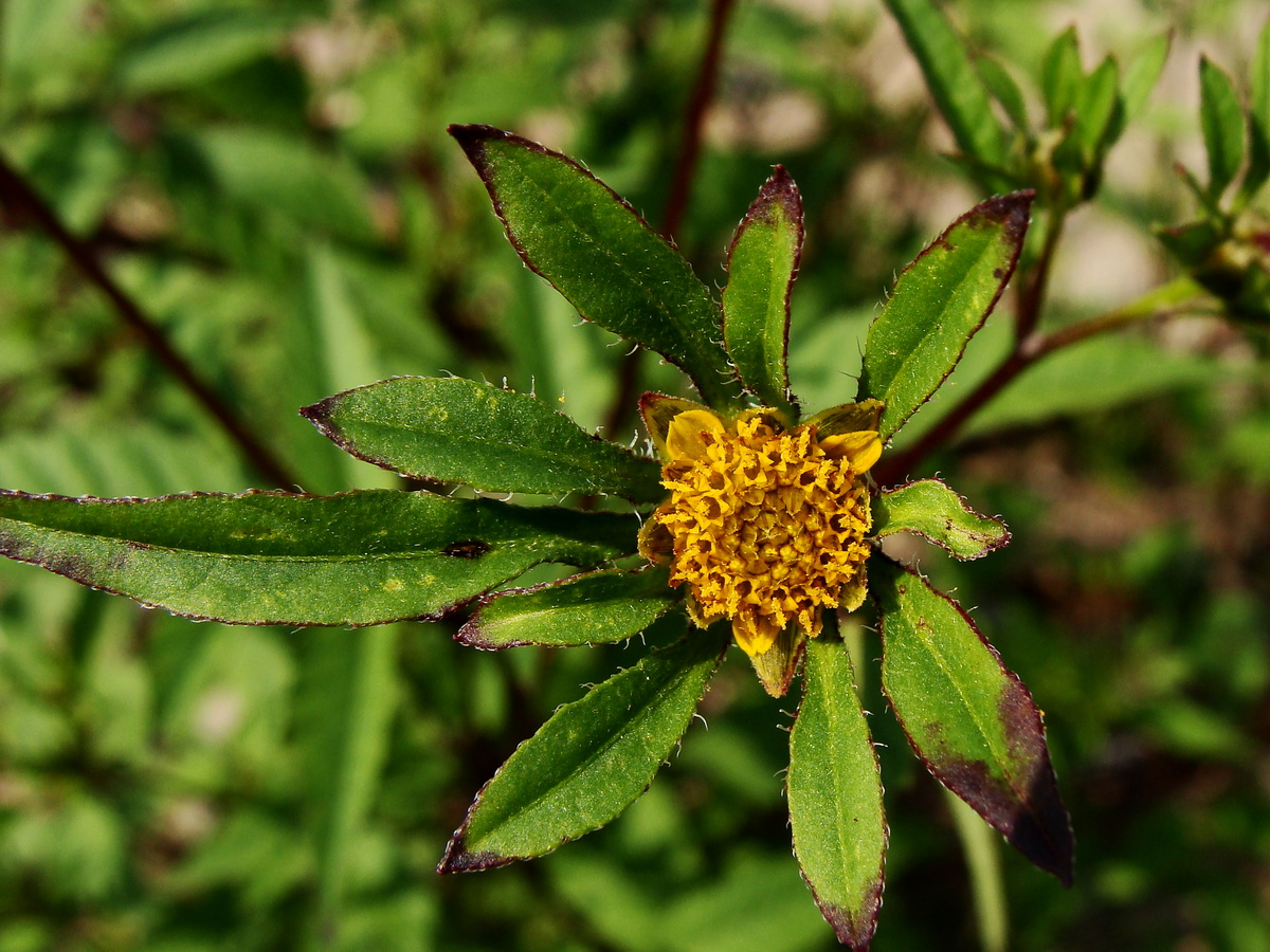 Изображение особи Bidens frondosa.