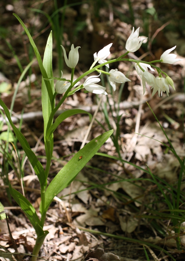 Image of Cephalanthera longifolia specimen.