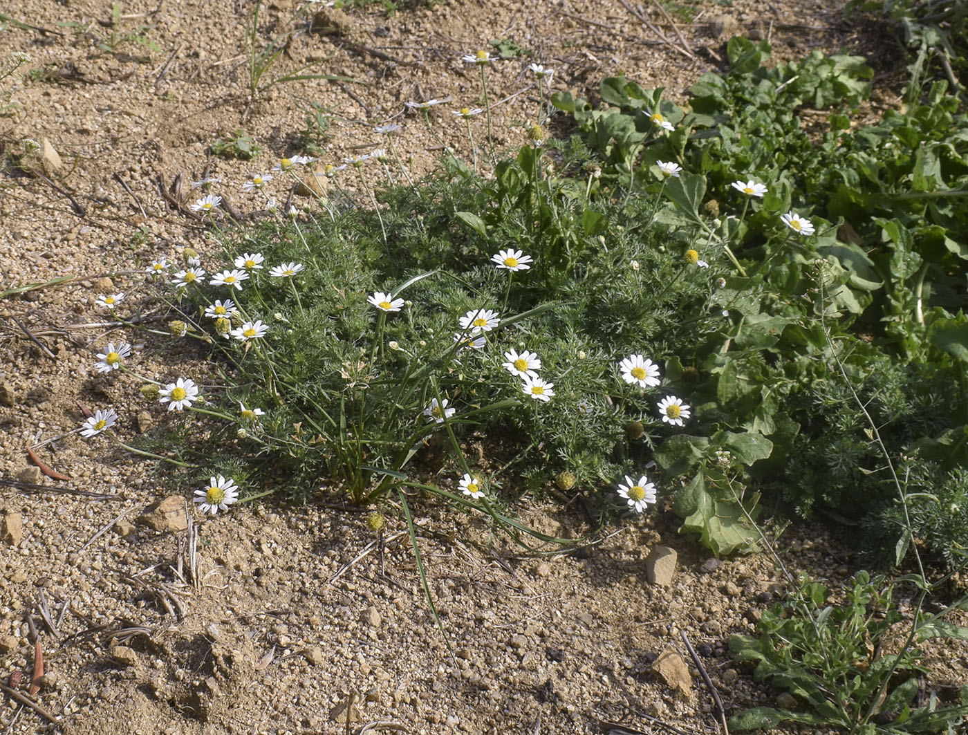 Изображение особи Anthemis arvensis.