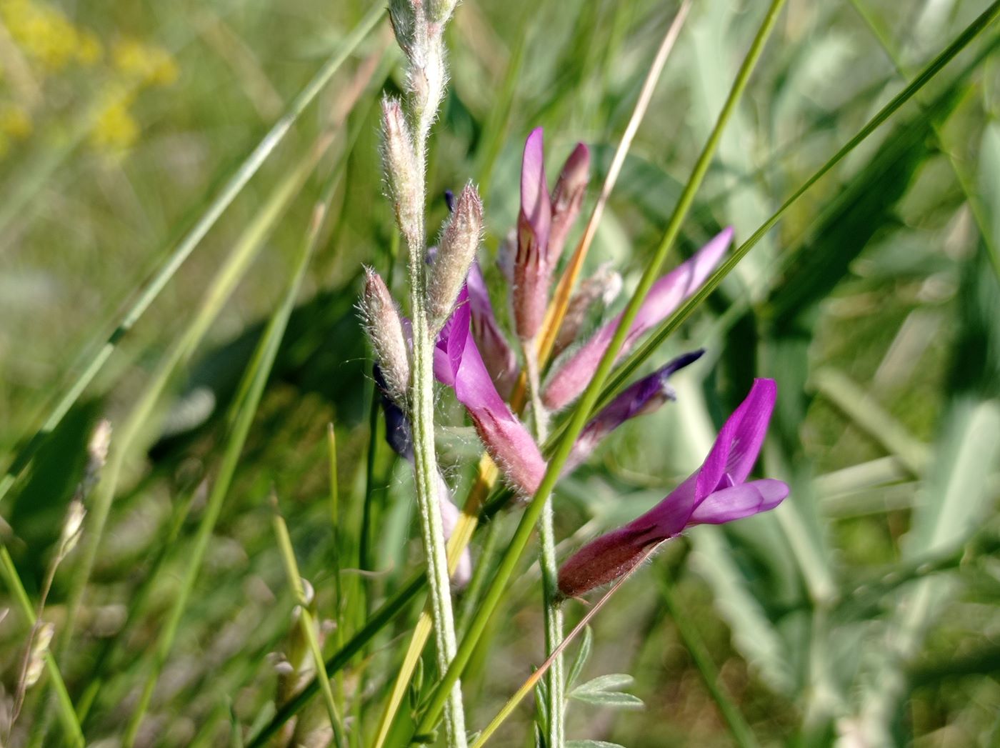 Image of genus Astragalus specimen.