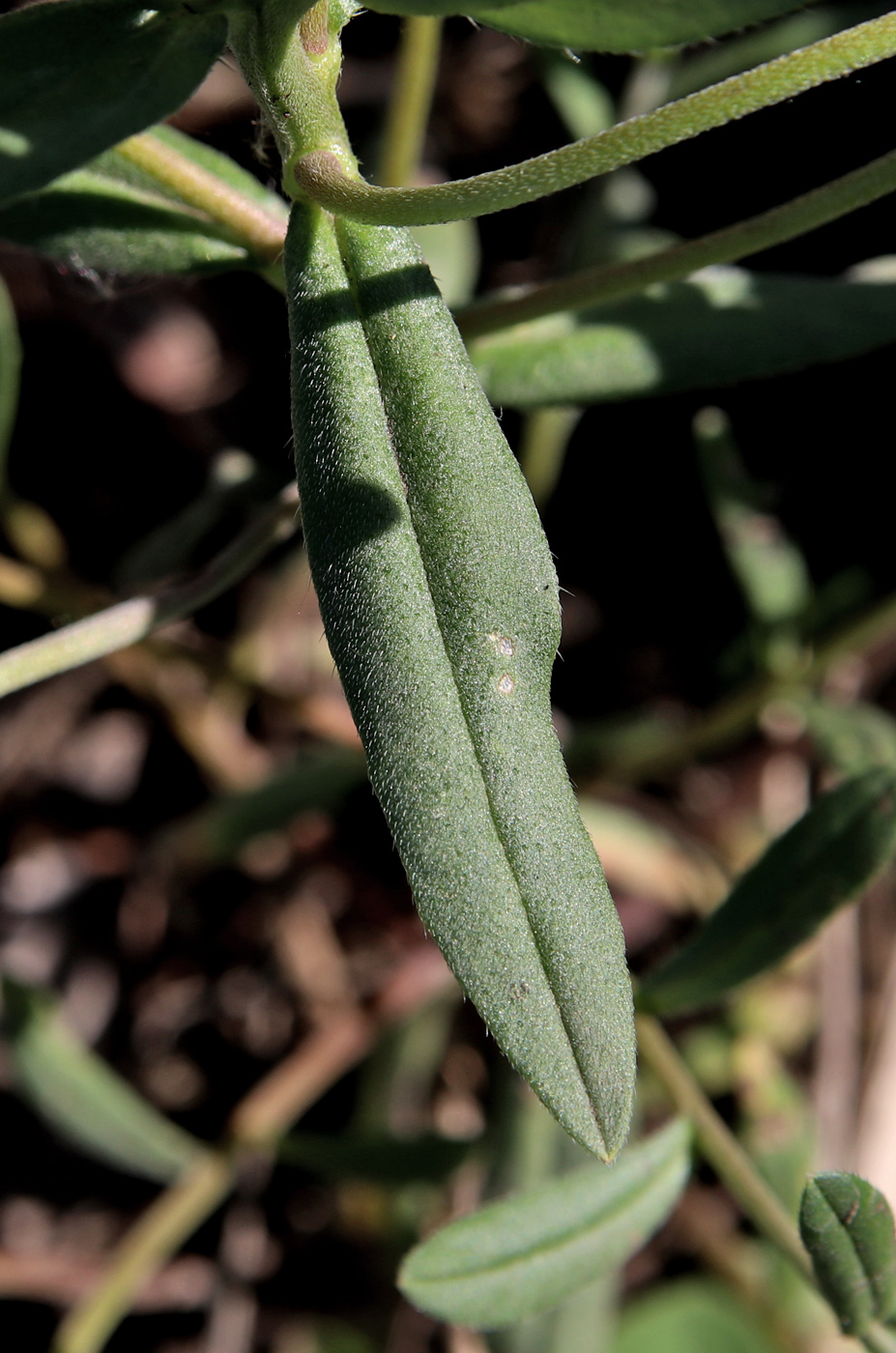 Image of Buglossoides arvensis specimen.