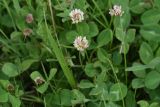 Trifolium hybridum. Соцветия. Турция, ил Ван, 1 км выше дер. Явузлар по долине р. Большой Заб, выс. 2060 м н.у.м., луг. 23 мая 2025 г.