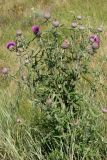 Cirsium laniflorum
