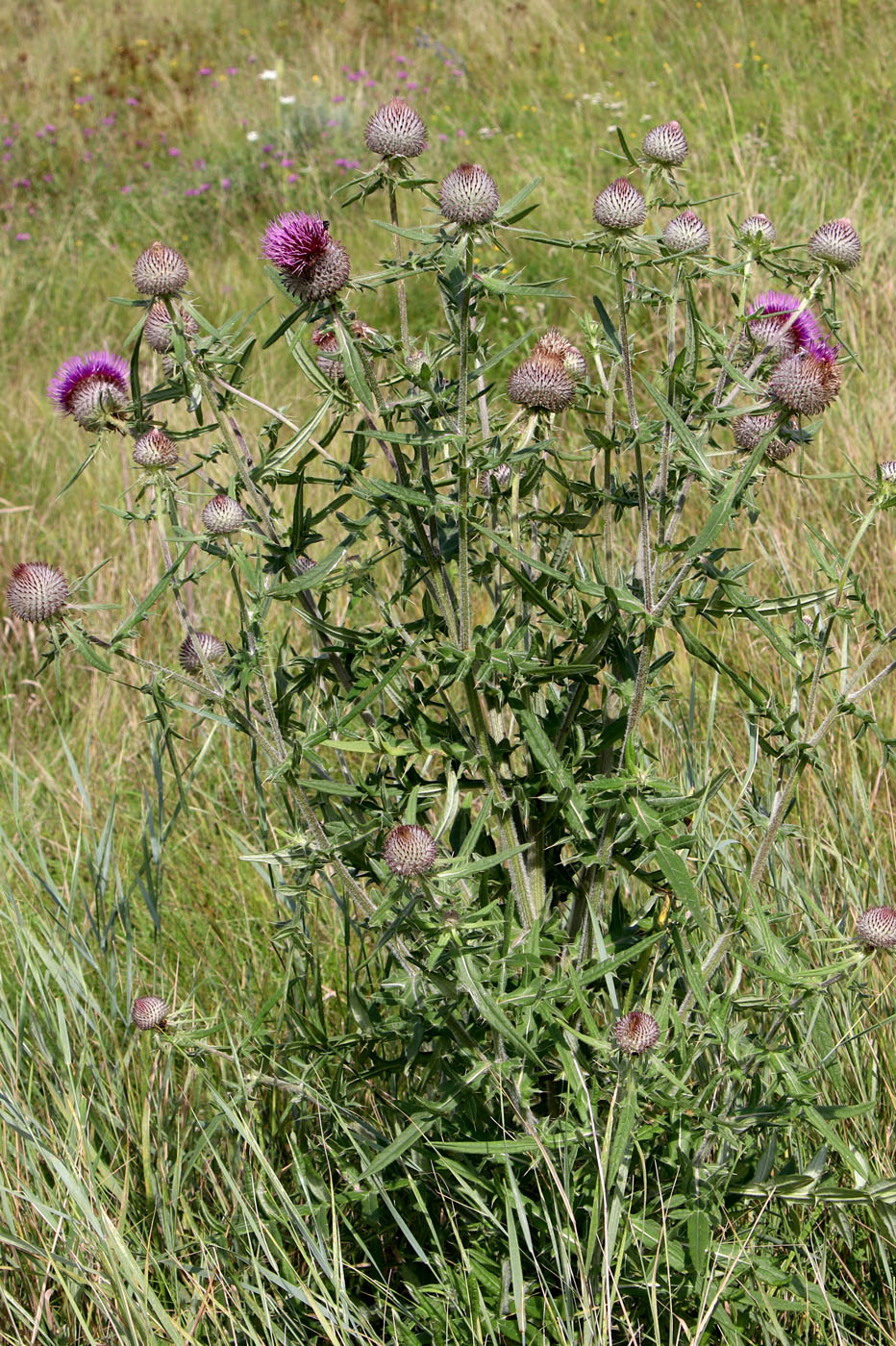 Image of Cirsium laniflorum specimen.