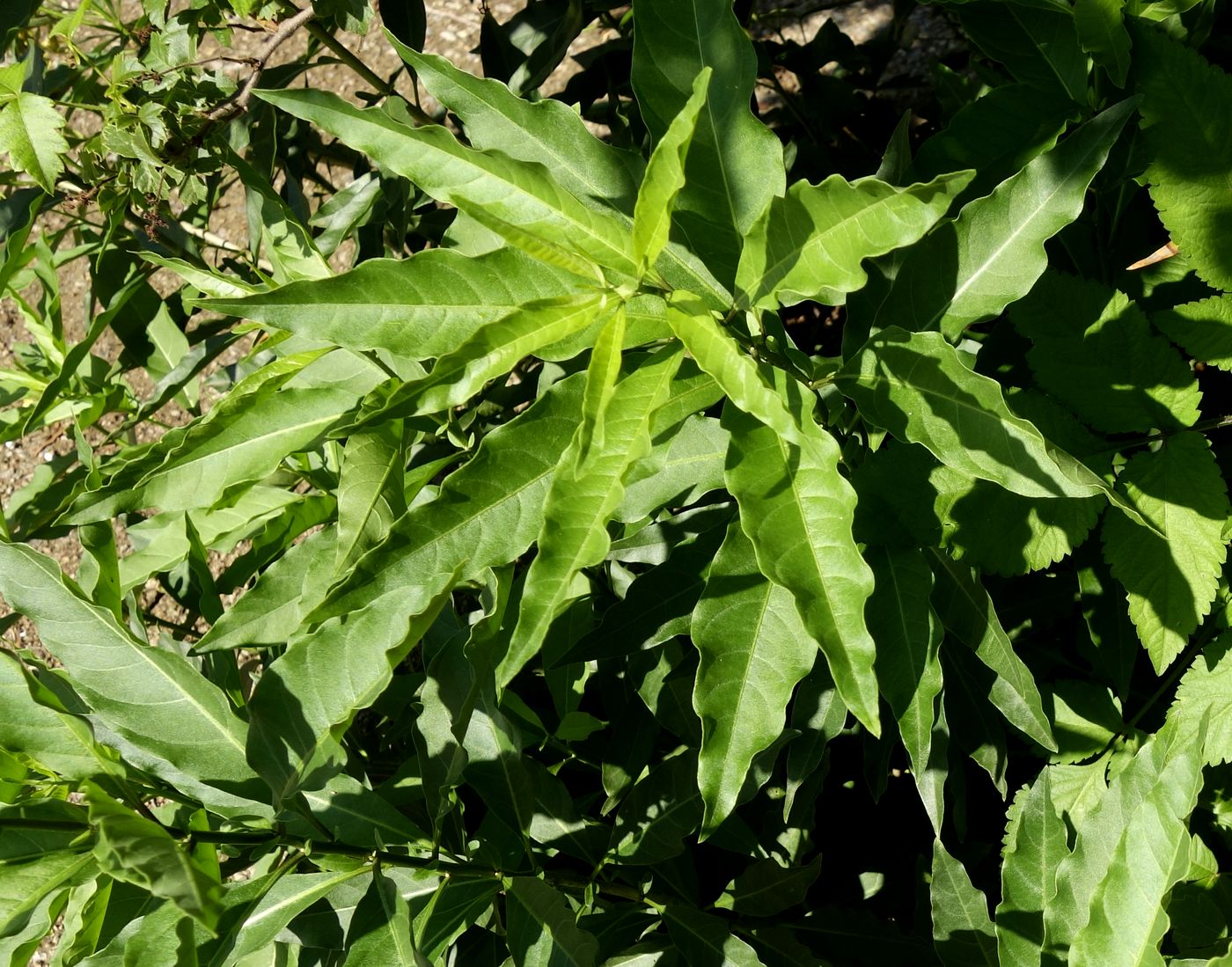 Image of Unknown species specimen.