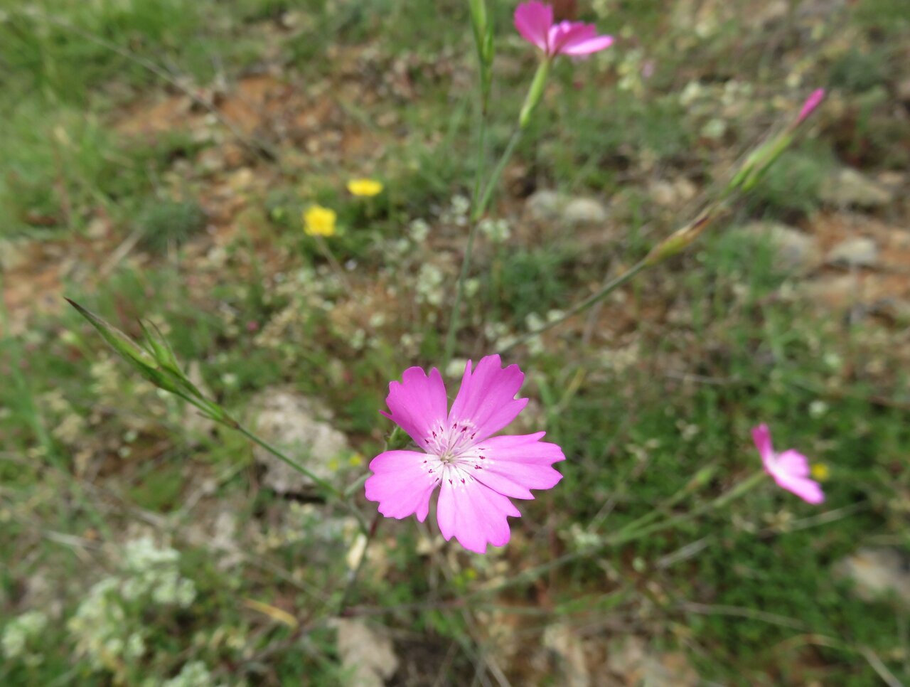 Image of Dianthus corymbosus specimen.