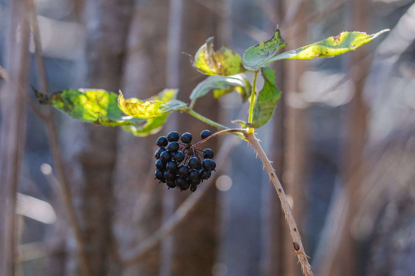 Изображение особи Eleutherococcus senticosus.