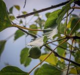 Vernicia fordii. Плод. Абхазия, Гудаутский р-н, окр. с. Лдзаа, широколиственный лес. 12.06.2025.