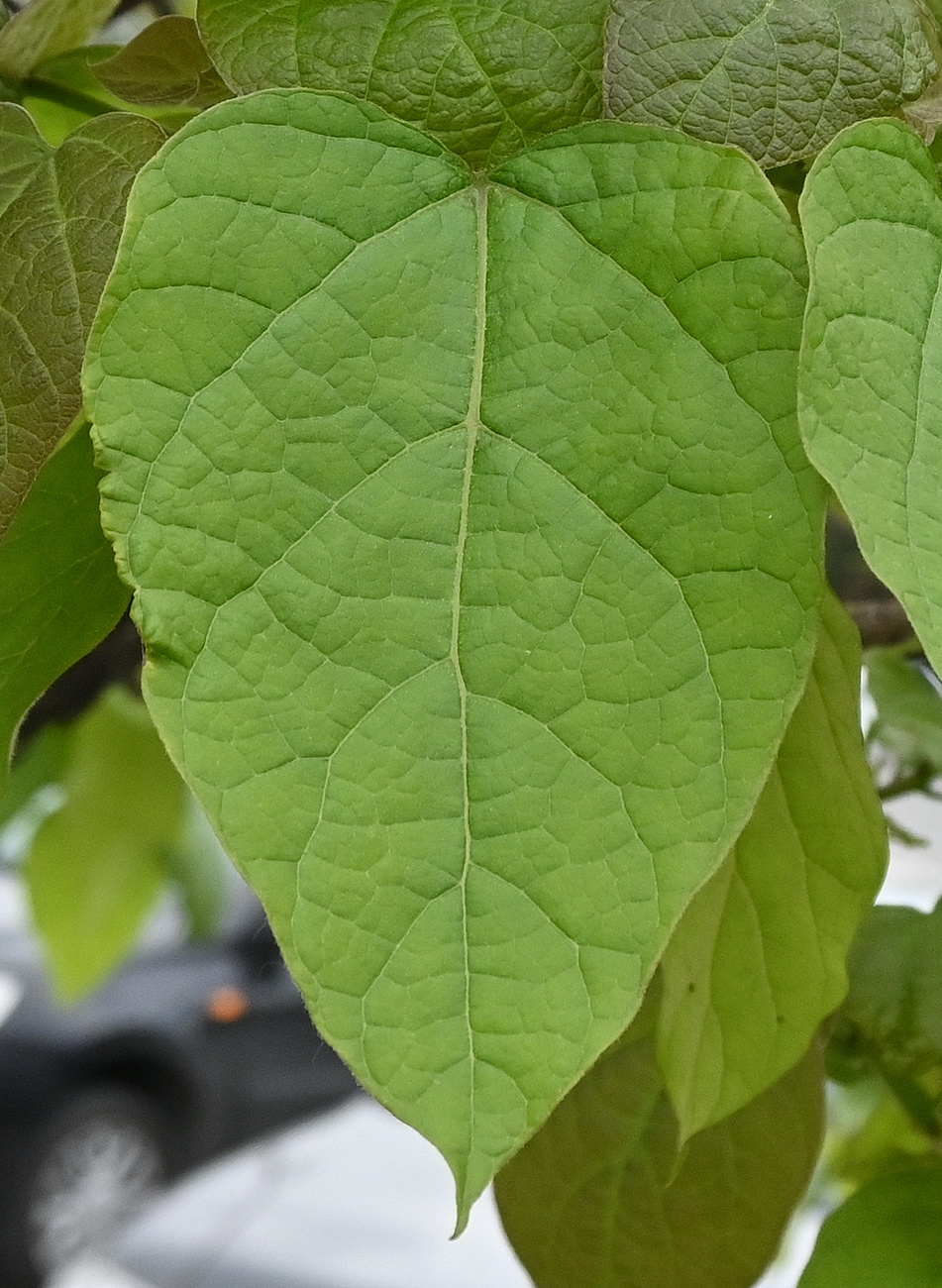 Изображение особи род Catalpa.