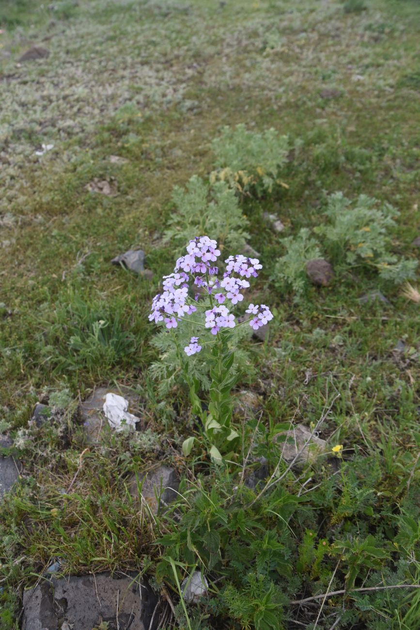 Изображение особи Hesperis matronalis.