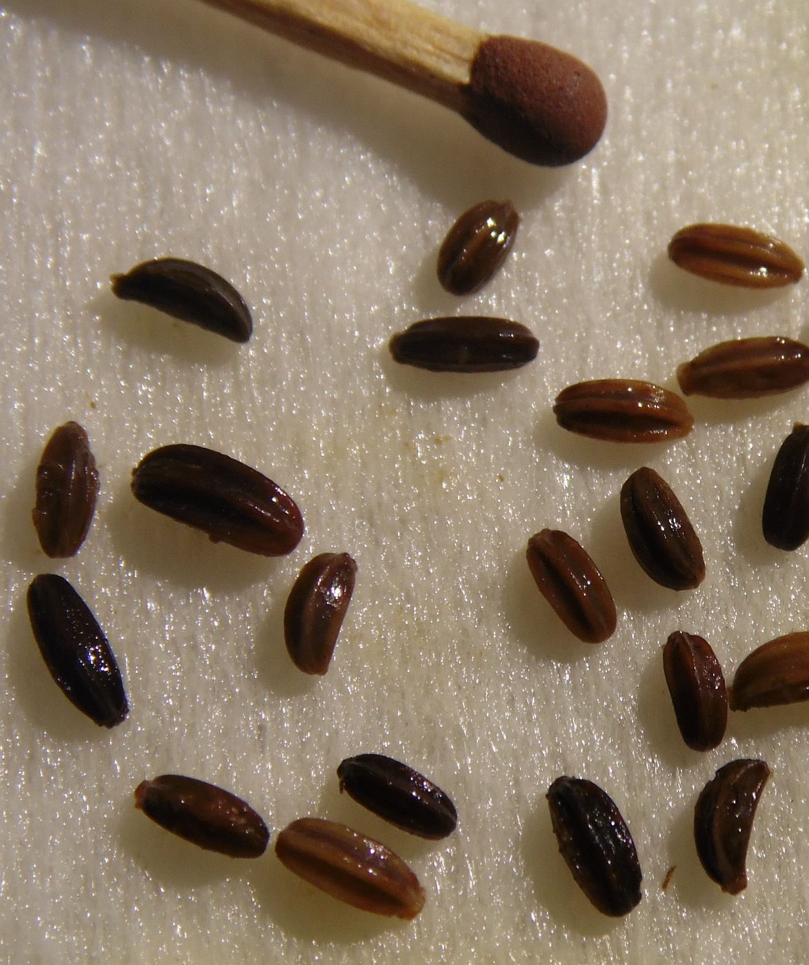 Image of Zizia aptera specimen.