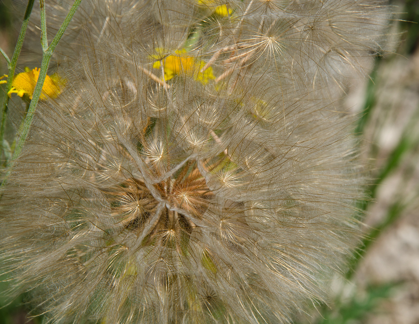 Изображение особи род Scorzonera.