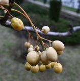 Melia azedarach. Часть соплодия. Крым, Евпатория, санаторий \"Планета\", озеленение территории. 09.01.2026.