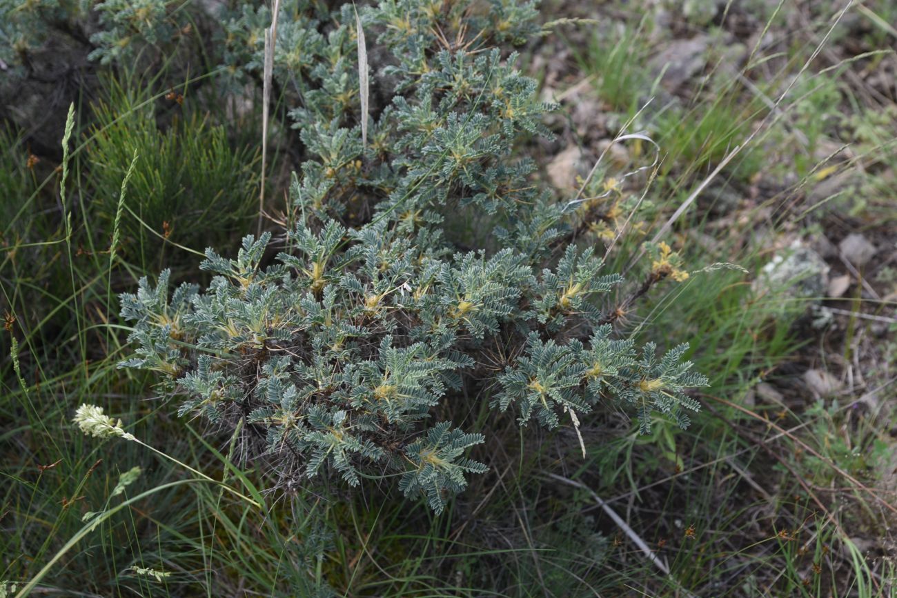 Изображение особи род Astragalus.