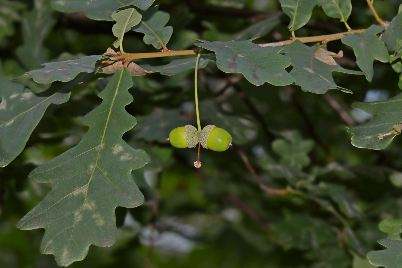Image of Quercus robur specimen.