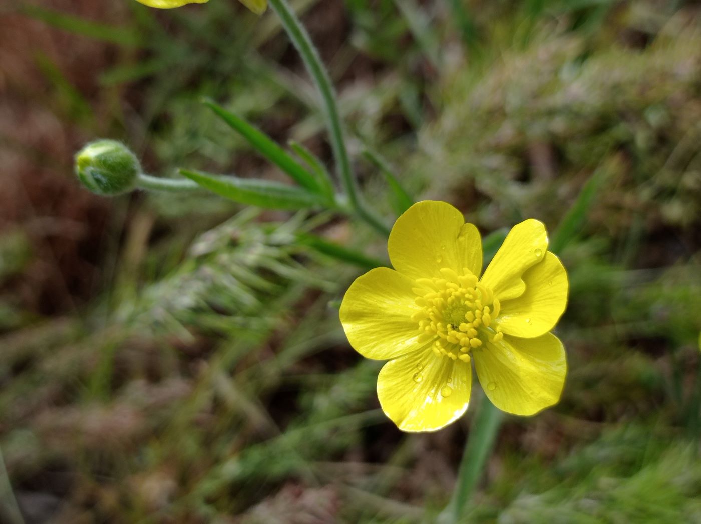 Image of Ranunculus illyricus specimen.