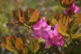 Rhododendron schlippenbachii. Ветви с цветками. Приморский край, Хасанский р-н, водораздел между бассейнами оз. Малое Мраморное и бухты Калевала, разреженные заросли кустарников с порослью Quercus mongolica. 17.05.2026.