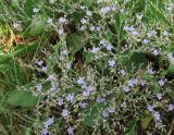 genus Limonium. Кермек каролинский. Limonium carolinianum. В природе. Галифакс. 07.08.2016.