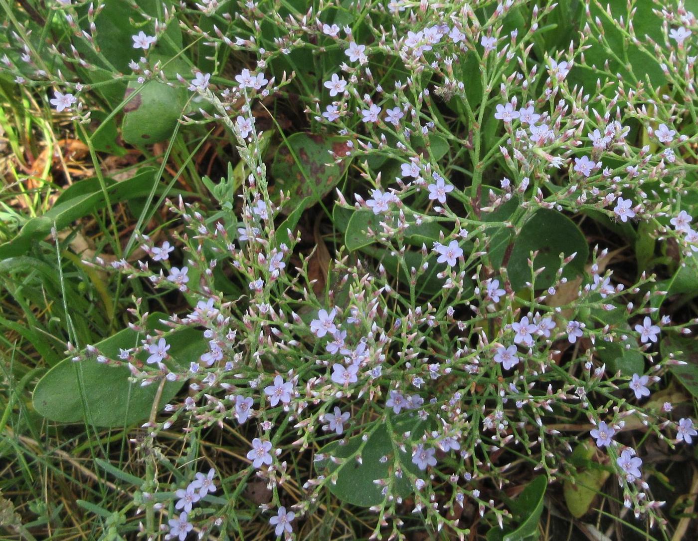 Image of genus Limonium specimen.
