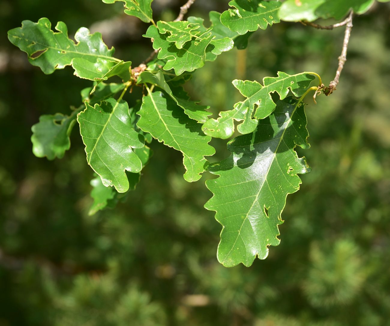 Image of genus Quercus specimen.