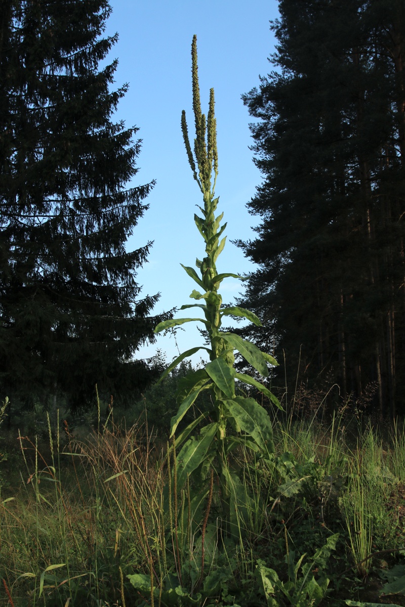 Image of genus Verbascum specimen.