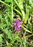 genus Polygala